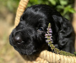 Small #3 Black Russian Terrier