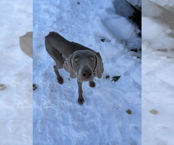 Medium Photo #2 Weimaraner Puppy For Sale in Brewster, NY, USA