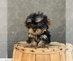 Small #1 Yorkshire Terrier