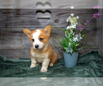 Puppy Eve Pembroke Welsh Corgi