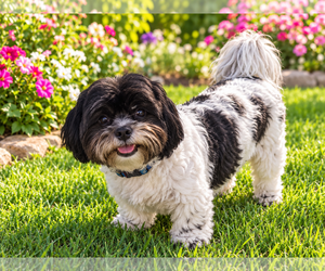 Buddy - Male Shih Tzu Dog for Adoption - Photo #3