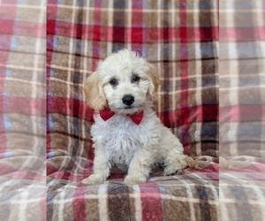 Goldendoodle (Miniature) Puppy for sale in QUARRYVILLE, PA, USA