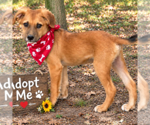 LANDON - Male - Mix Dog for Adoption - Photo #4