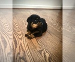 Small Photo #3 Rottweiler Puppy For Sale in FORT WASHINGTON, MD, USA