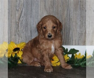 Goldendoodle-Poodle (Standard) Mix Puppy for sale in HONEY BROOK, PA, USA
