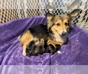 Mother of the Pembroke Welsh Corgi puppies born on 03/08/2023