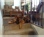 Small Photo #6 German Shepherd Dog Puppy For Sale in THORNTON, CO, USA