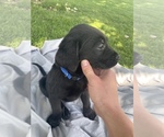 Small Photo #11 Labrador Retriever Puppy For Sale in IDAHO FALLS, ID, USA