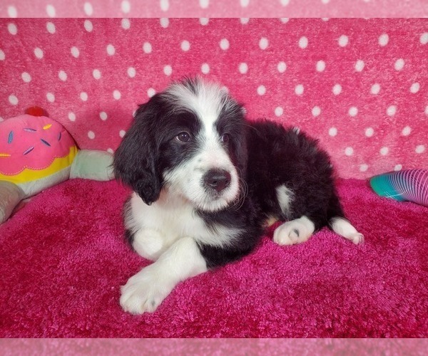 Medium Photo #10 Bernedoodle Puppy For Sale in COLORADO SPRINGS, CO, USA