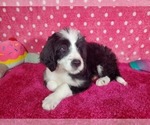 Small Photo #10 Bernedoodle Puppy For Sale in COLORADO SPRINGS, CO, USA