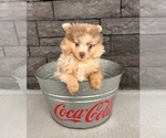 Small #2 Pomeranian
