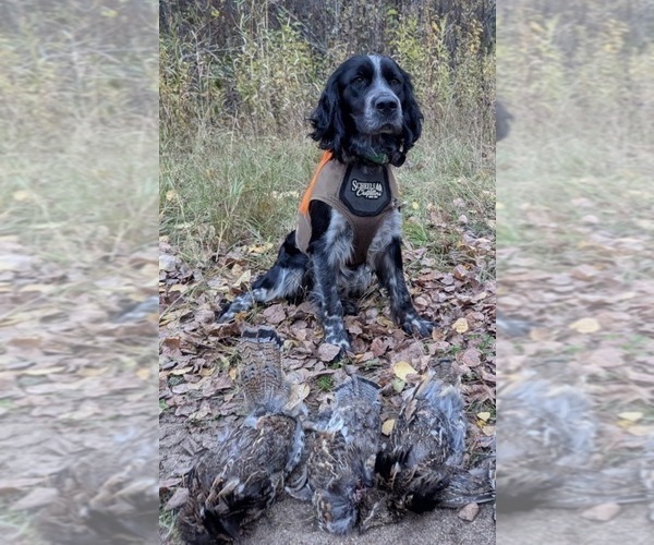 Medium Photo #1 English Springer Spaniel Puppy For Sale in BUFFALO, MN, USA
