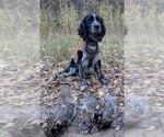 Small Photo #1 English Springer Spaniel Puppy For Sale in BUFFALO, MN, USA
