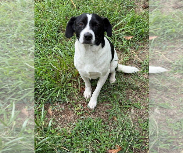 Medium Photo #2 Mutt Puppy For Sale in Claremore, OK, USA