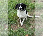 Small #1 Mutt