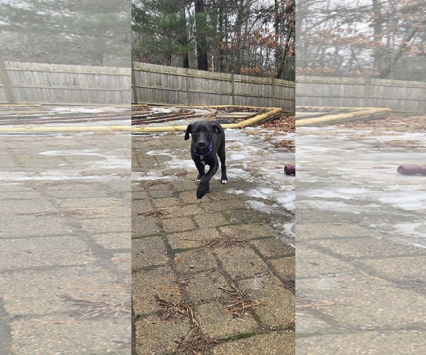 Medium Photo #3 Labradoodle Puppy For Sale in pomfret, CT, USA