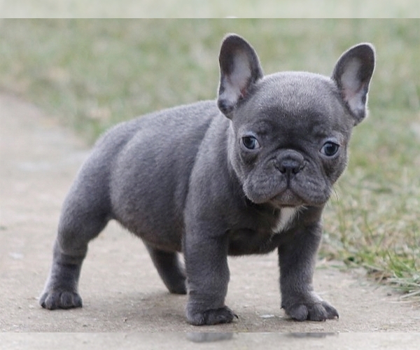 Medium Photo #5 French Bulldog Puppy For Sale in SILVER SPRING, MD, USA