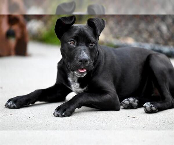 Medium Photo #1 Mutt Puppy For Sale in Santa Cruz, CA, USA