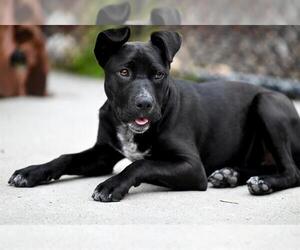 Mutt Dogs for adoption in Santa Cruz, CA, USA