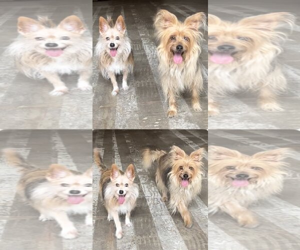 Medium Photo #4 Mutt Puppy For Sale in Weston, FL, USA