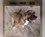 Small #3 Mutt