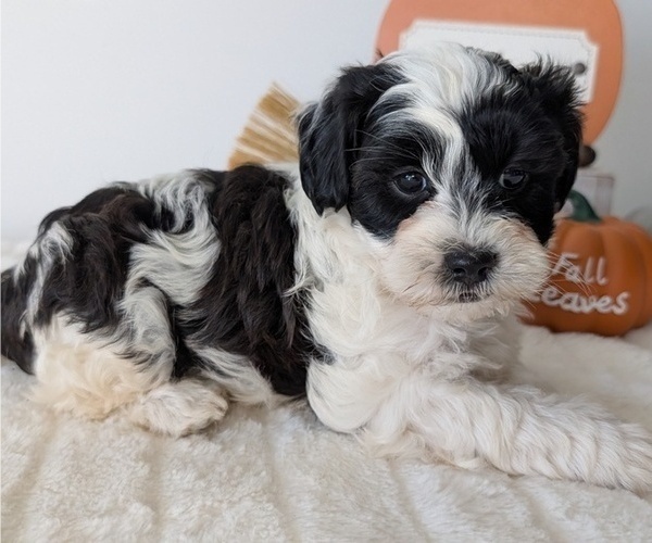 Medium Photo #81 ShihPoo Puppy For Sale in GOSHEN, IN, USA
