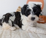 Small Photo #81 ShihPoo Puppy For Sale in GOSHEN, IN, USA