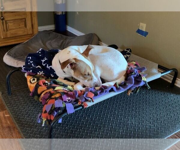 Medium Photo #2 Harrier Puppy For Sale in Denton, TX, USA