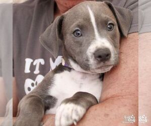 Mutt Dogs for adoption in Washington, DC, USA