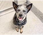 Small #1 Mutt