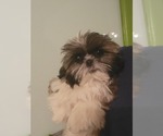 Small Photo #7 Shih Tzu Puppy For Sale in AKRON, OH, USA