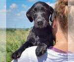 Small #4 Irish Wolfhound Mix