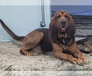 Father of the Bloodhound puppies born on 03/25/2022