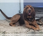 Small Photo #1 Bloodhound Puppy For Sale in NEW PORT RICHEY, FL, USA