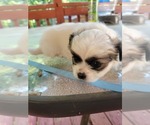Puppy Puppy 2 Shih Tzu