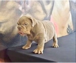 Small Photo #4 English Bulldog Puppy For Sale in LAS VEGAS, NV, USA