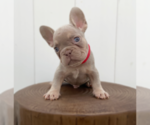 Small #3 French Bulldog