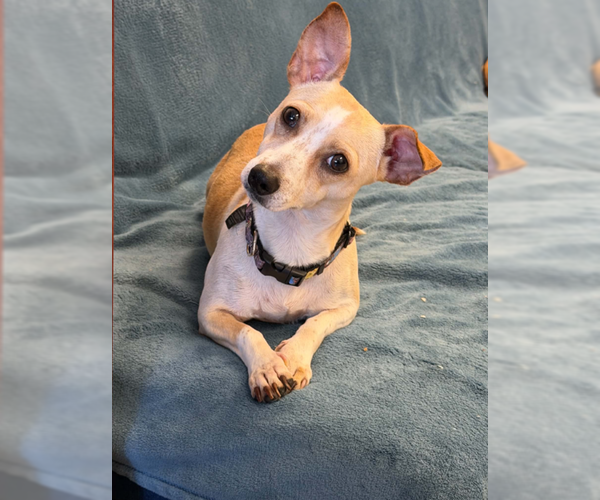 Medium Photo #1 Chihuahua-Unknown Mix Puppy For Sale in Fort Wayne, IN, USA