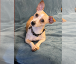 Poppers - Female Chihuahua-Unknown Mix Dog for Adoption - Small photo