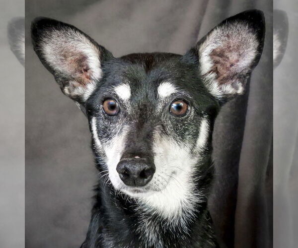 Medium Photo #2 Chiweenie Puppy For Sale in Albuquerque, NM, USA