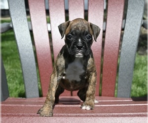 Boxer Puppy for sale in FREDERICKSBURG, OH, USA