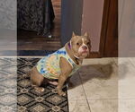 Small #3 American Pit Bull Terrier Mix