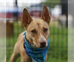 Mutt Dogs for adoption in San Antonio, TX, USA