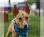GRACIE - Female Mutt Dog for Adoption - Small photo