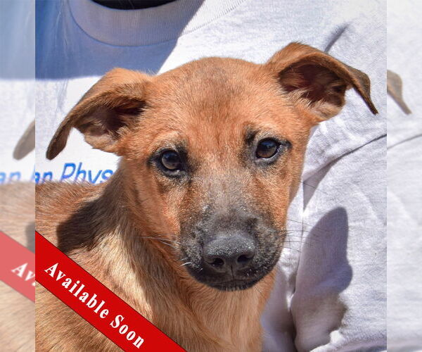 Medium Photo #1 German Shepherd Dog-Unknown Mix Puppy For Sale in Huntley, IL, USA