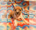 Small #1 Bulldog Mix