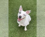 Small #17 Jack Russell Terrier Mix