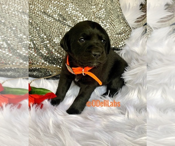 Medium Photo #1 Labrador Retriever Puppy For Sale in SULLIVAN, MO, USA