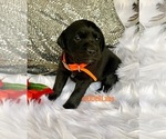 Small Photo #1 Labrador Retriever Puppy For Sale in SULLIVAN, MO, USA