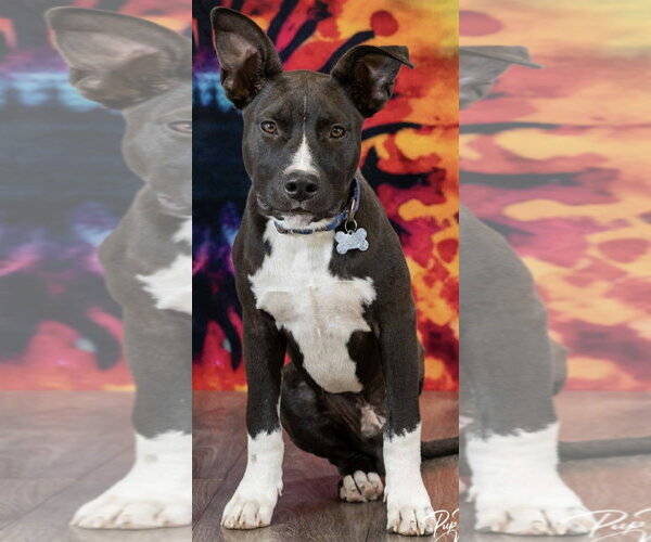 Medium Photo #2 Mutt Puppy For Sale in Coralville, IA, USA